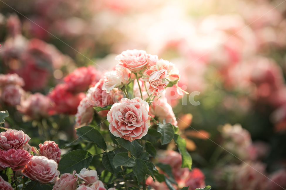 봄,꽃,장미,식물,여름,6월,감성사진,풍경,식물,자연,plants,nature,꽃,flower,휴식,힐링,rest,relaxation,healing