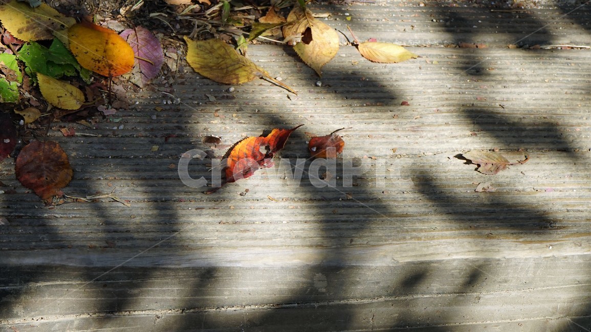 가을,낙엽,단풍,그림자,가을햇빛,계단,autumn,fall,fallenleaves,shadow,colorful,sunlight,감성,여백,계절,감성사진,가을감성,가을,계절,fall,autumn,season,leaf,잎,plant,식물