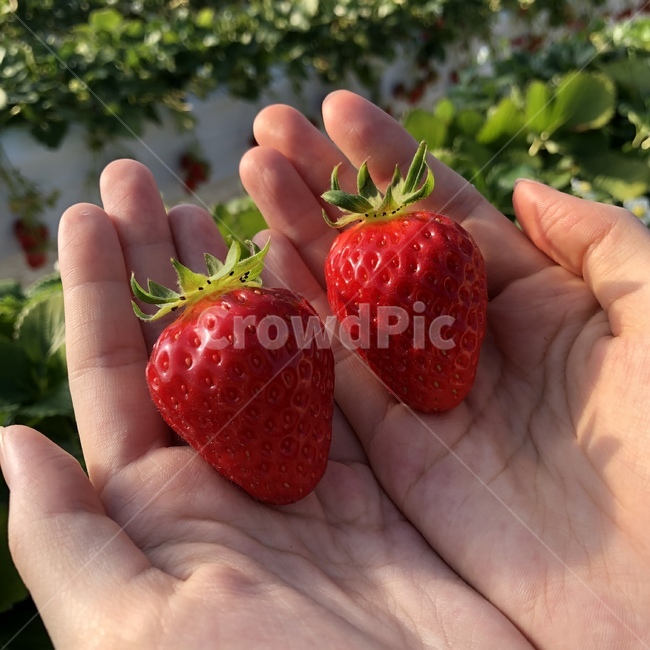 딸기,과일,strawberry,fruit,식물,손,hand