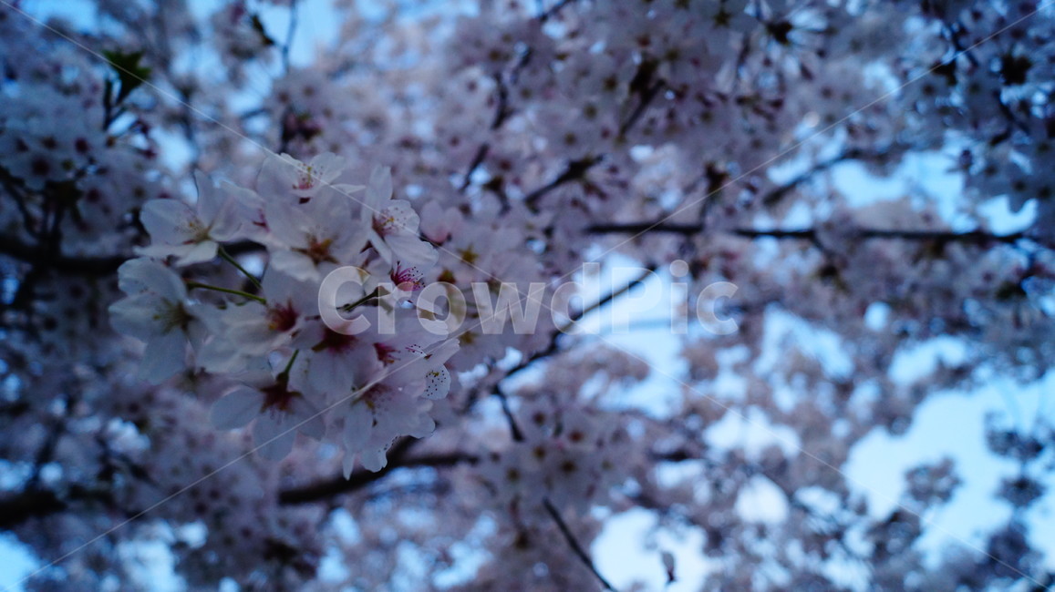 벚꽃,하늘,나뭇가지,포커스,봄,필름느낌,봄,계절,spring,season,식물,자연,plants,nature,꽃,flower,나무,trees,wood,plant,blossom