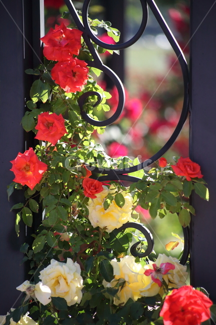 장미,꽃,정원수,덩굴식물,rose,식물,자연,plants,nature,꽃,flower