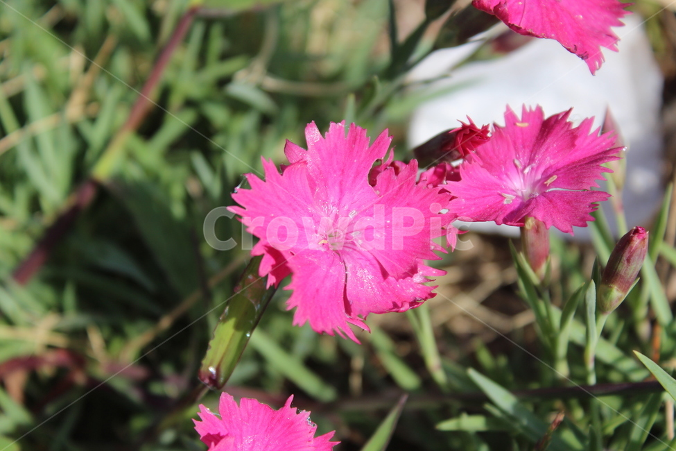 꽃,blossom,flower,식물,plant,식물,자연,plants,nature,꽃,flower
