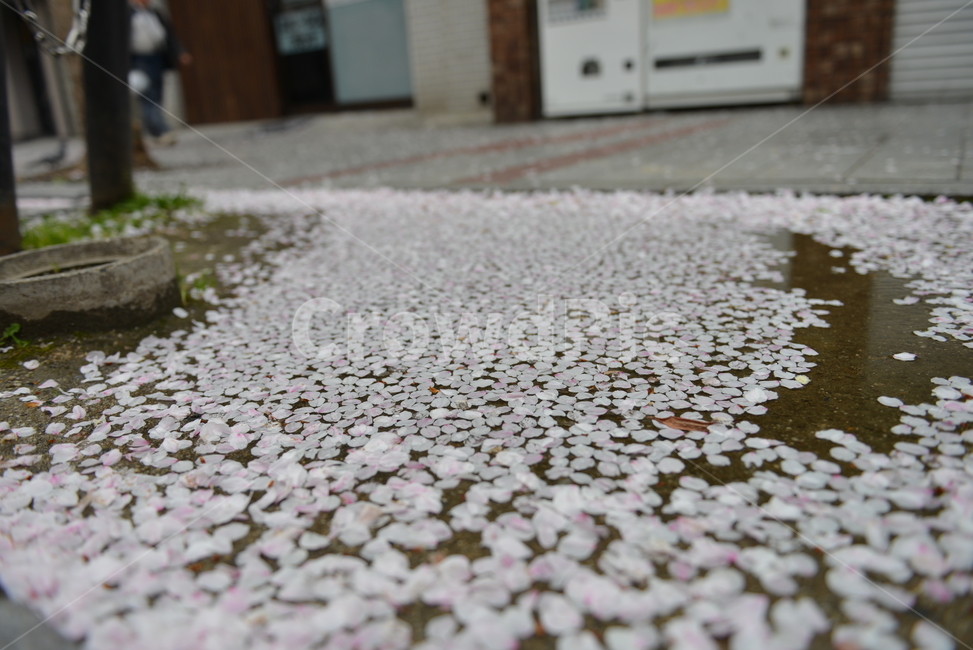 벚꽃,벚꽃물,고인물,떨어진벚꽃,plant,식물,blossom,꽃,꽃잎,petal