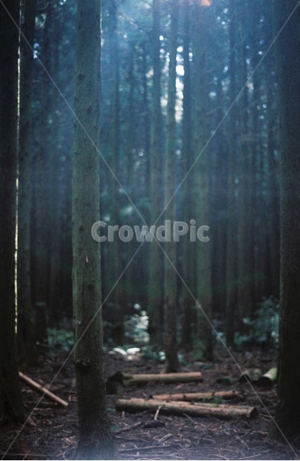 숲길,숲속,햇빛,감성사진,숲,나무,자연,풍경,nature,landscape,vegetation,초목,plant,식물,forest,outdoors,옥외,tree,woodland,삼림지,land,땅,grove,작은 숲