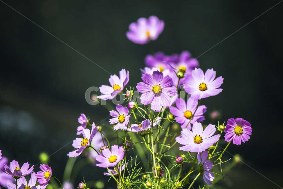 코스모스,꽃,가을,북천,감성,가을,계절,fall,autumn,season,식물,자연,plants,nature,꽃,flower,plant,geranium,제라늄,blossom