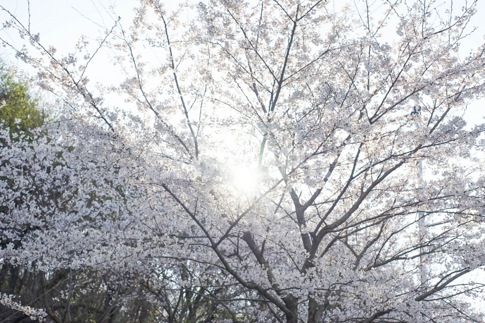 사진,컨셉,봄,벚꽃,벚꽃세상,벚꽃놀이,꽃,풍경,자연,경치,계절,따뜻한,설렘,핑크,사랑,감성사진,배경화면,화사한,거리,길,공원,봄,계절,spring,season,식물,자연,plants,nature,나무,trees,wood,휴식,힐링,rest,relaxation,healing,light,빛,flare,플레어