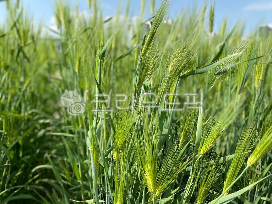 보리,plant,식물,barley,vegetation