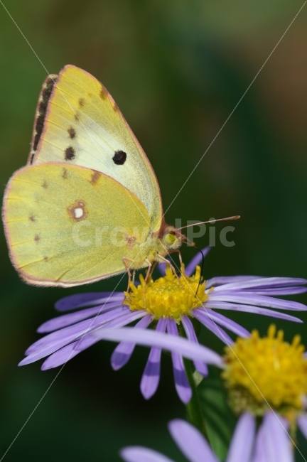 동물,나비,꽃,노랑나비,국화,식물,자연,plants,nature,동물,animal,곤충,벌레,insect,bug,꽃,flower