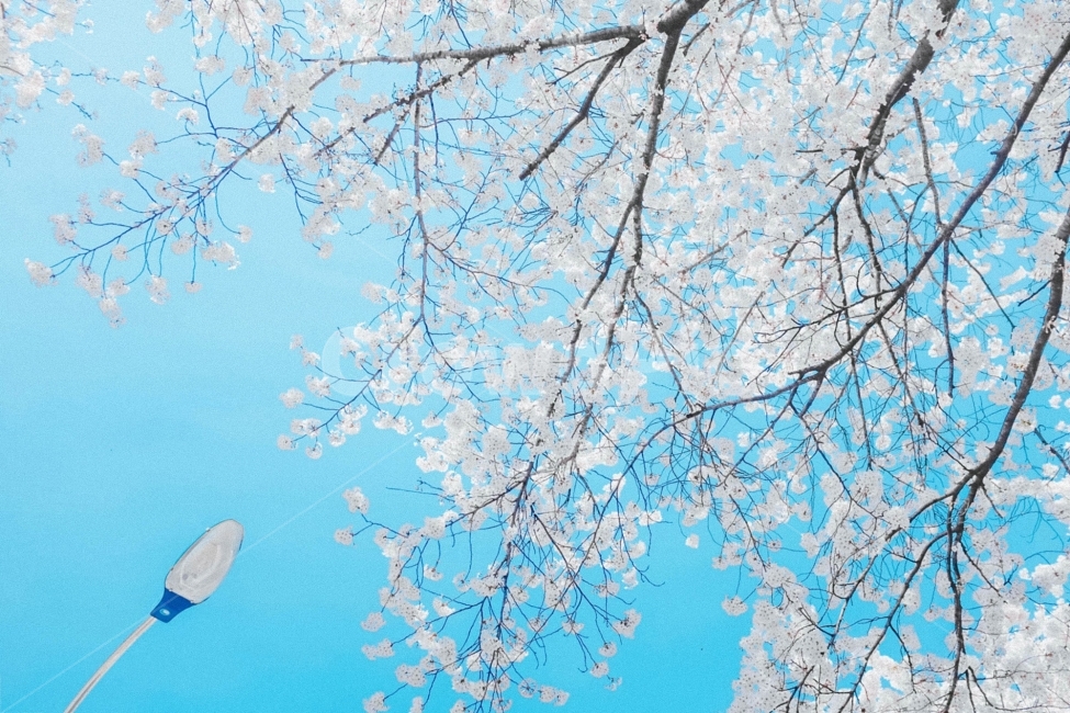 스냅,감성사진,필름,필름느낌,필카,벚꽃,벚꽃축제,벚꽃여행,봄,계절,여행,국내여행,봄,계절,spring,season,식물,자연,plants,nature,나무,trees,wood,감성,sensible,feeling,색깔,색상,색채,색감,color sense,color sensitivity,feeling of color,plant