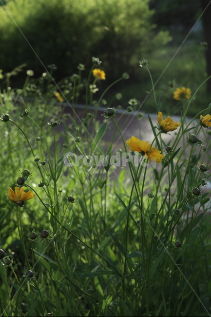 금계국,풍경,노랑,봄,아침,자연,식물,자연,plants,nature,꽃,flower
