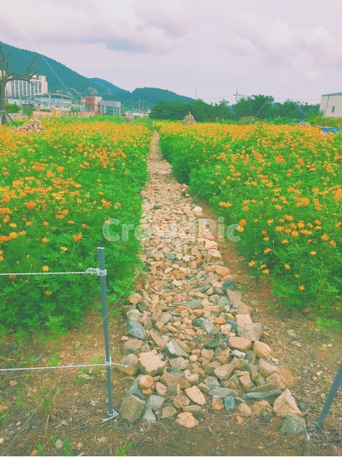 돌길,꽃,노란꽃,길,배경화면