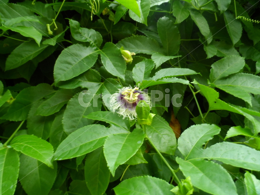 꽃,꽃하나,풀잎,예쁜꽃,푸릇,식물,자연,plants,nature