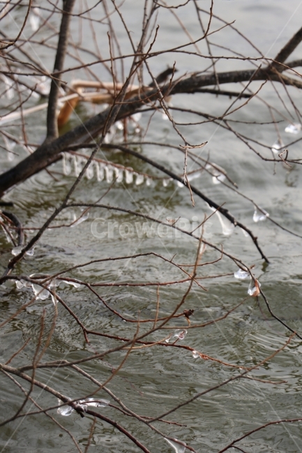 얼음,겨울,나무,강,호수,나뭇가지에매달린얼음,겨울,계절,winter,season,식물,자연,plants,nature