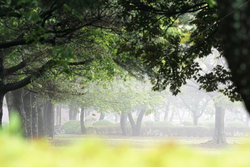 숲속,숲길,나무,자연,안개,자연,풍경,nature,landscape,감성,sensible,feeling,weather,날씨,outdoors,옥외,tree,plant,식물