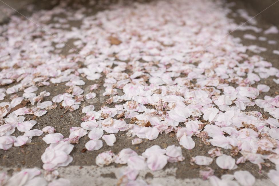 벚꽃,봄꽃,벚꽃길,꽃잎,낙화,봄,계절,spring,season,flower,꽃,blossom,petal,plant,식물