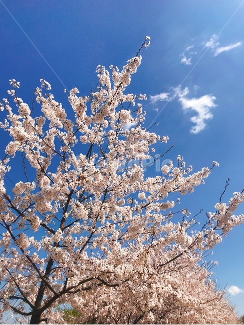 봄,벚꽃,영도,cherryblossom,꽃,봄,계절,spring,season,식물,자연,plants,nature,꽃,flower
