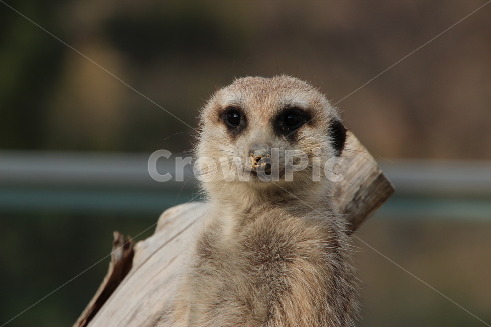 미어캣,동물,animal,설치류,동물원,동물,animal,포유류,mammal