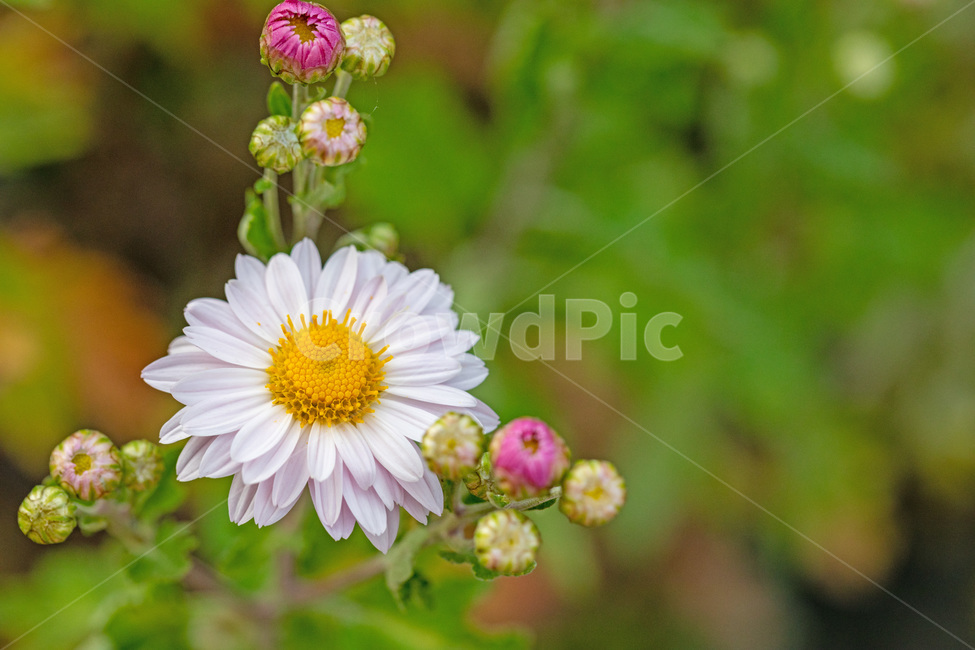 가을,국화,향기,배경,꽃,flower,식물,자연,plants,nature,꽃,flower