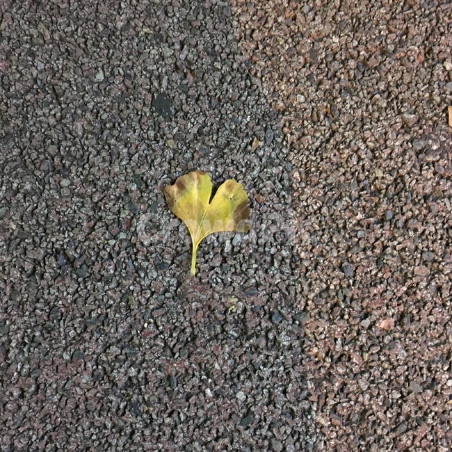 가을,겨울,낙엽,나뭇잎,은행,계절,감성,가을,계절,fall,autumn,season,asphalt,아스팔트,leaf,잎,plant,식물,dirt road,흙길,road,도로,gravel,자갈