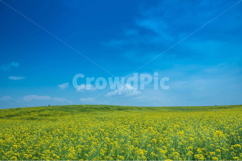 꽃,푸른정원,유채꽃,노랑,구름,푸른,풍경,산책,봄,계절,spring,season,자연,풍경,nature,landscape,outdoors,옥외,grassland,목초지,field,들,farm,농장,rural,농촌,meadow
