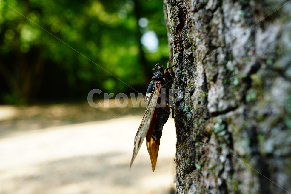 매미,곤충,벌레,자연,insect,cicada,nature,나무,tree,여름,8월,식물,숲,숲속,수목원,closeup,접사,summer,august,plants,동물,animal,곤충,벌레,insect,bug