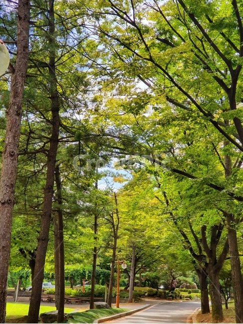 plant,식물,나무,tree,treetrunk,나무줄기,자연,풍경,nature,landscape,tree trunk,나무 줄기