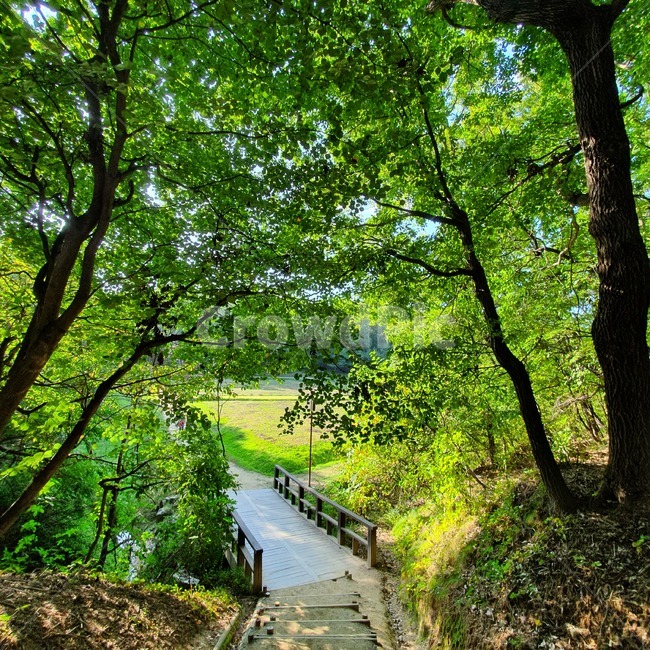 푸른숲,편안한날,식물,plant,나무줄기,자연,풍경,nature,landscape,outdoors,옥외,tree,나무,tree trunk,나무 줄기,path,통로