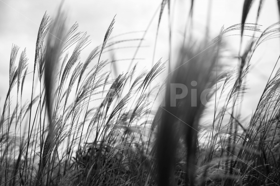 순천만국제정원,갈대,바람,흔들림,가을,식물,자연,plants,nature,흑백,모노톤,monochrome,black and white