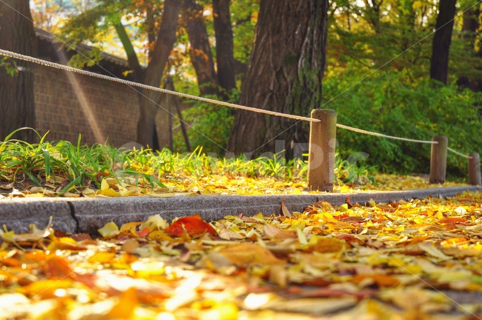 가을,덕수궁,은행잎,은행나무,빛,계절,노란색,노란잎,길,나무,autumn,season,ginkgo,ginkgotrees,ginkgoleaves,yellowleaves,yellow,lights,sunshine,가을,계절,fall,autumn,season,감성,sensible,feeling,ground,바닥,tree,plant,식물