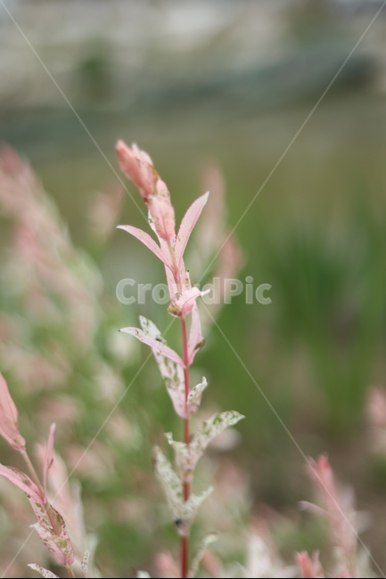 오색버드나무,자연,풍경,핑크,흰색,봄,식물,자연,plants,nature