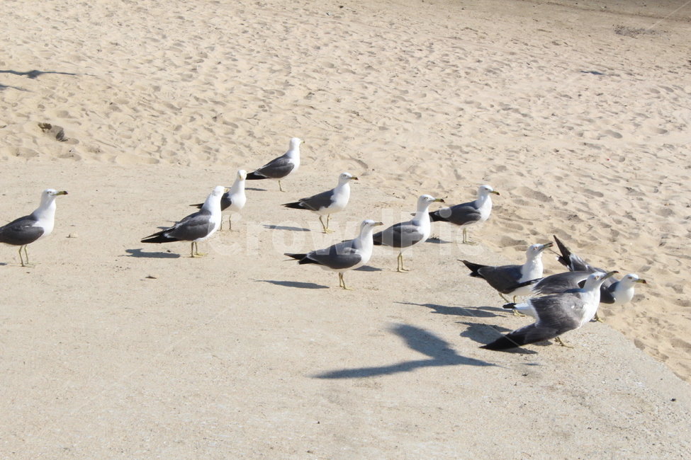 비둘기,모래사장,sand,새,조류