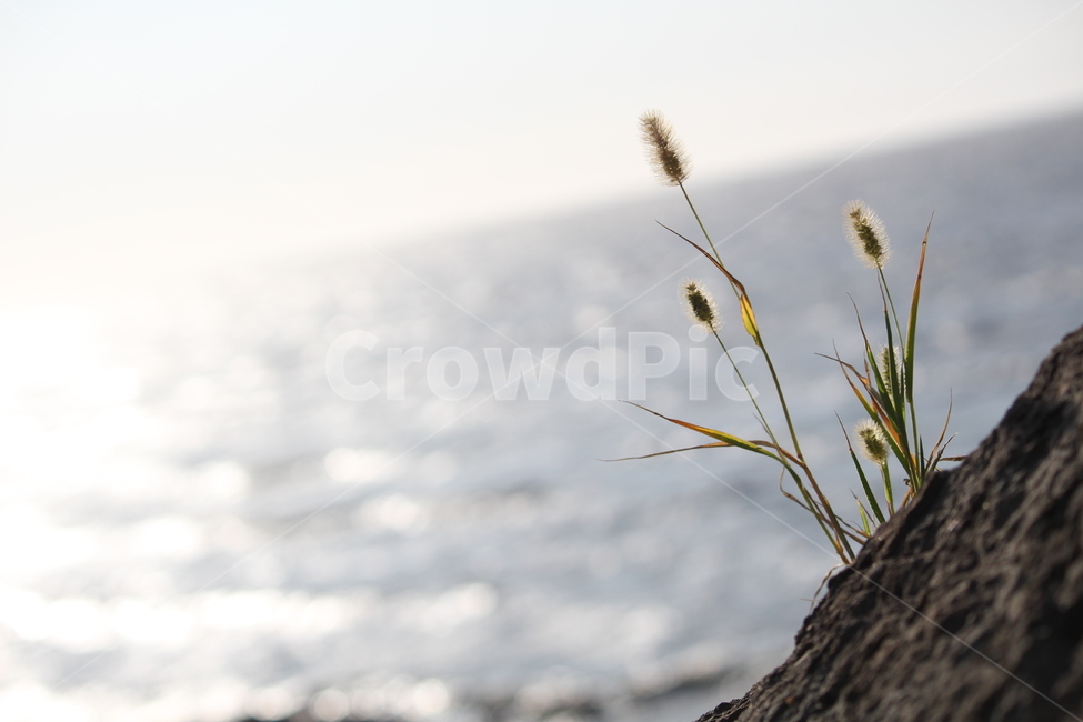 강아지풀,바다,바닷가,풀,가을,식물,자연,plants,nature