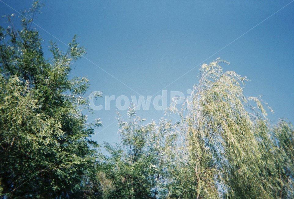 나무,자연,하늘,배경,풍경,자연,풍경,nature,landscape,tree,plant,식물