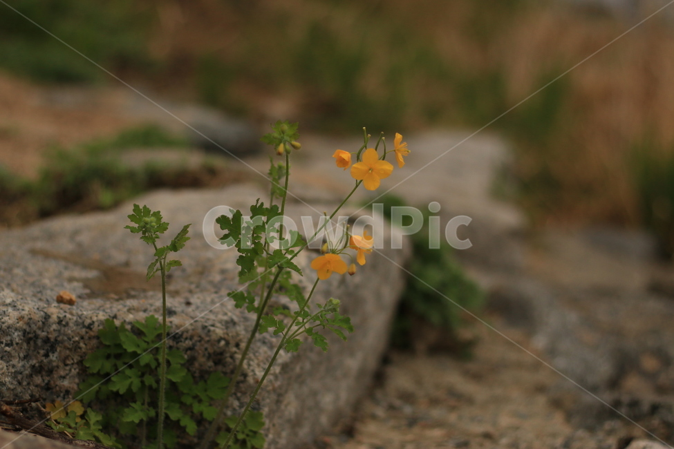 꽃,풀,돌,갈대,모래,산책,flower,grass,rock,send,reed,walk,식물,자연,plants,nature,꽃,flower