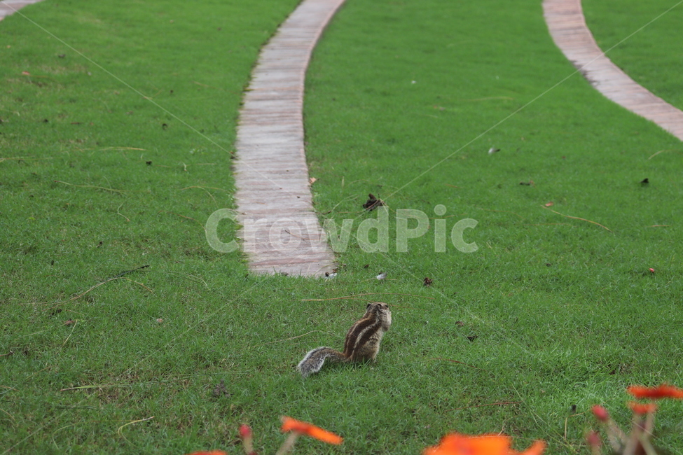공원,잔디,다람쥐,동물,grass