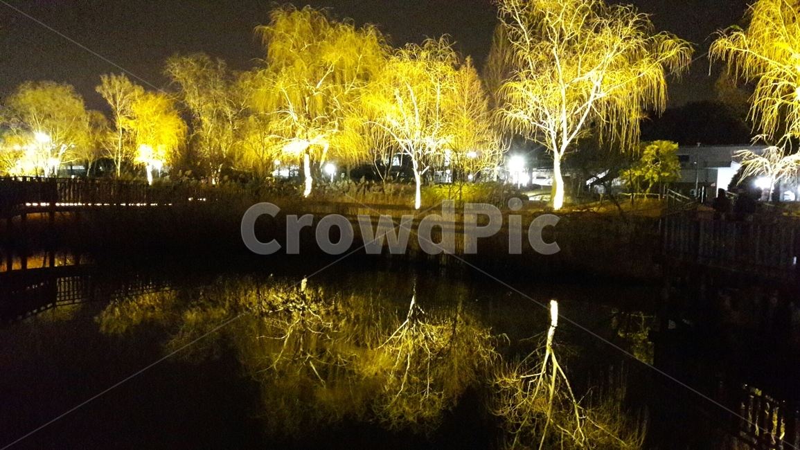자연,nature,물,water,조명,밤,야경,나무,비침,빛,풍경,야경,밤,풍경,nightscape,night,landscape,식물,자연,plants,nature,나무,trees,wood