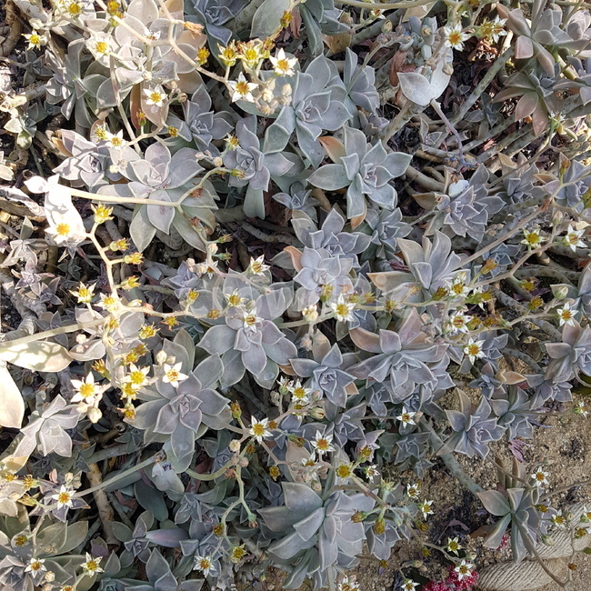 꽃,식물,자연,봄,flower,spring,식물원,화원,온실,식물,자연,plants,nature