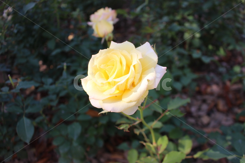 yellow,노란,꽃,flower,식물,식물,자연,plants,nature,꽃,flower