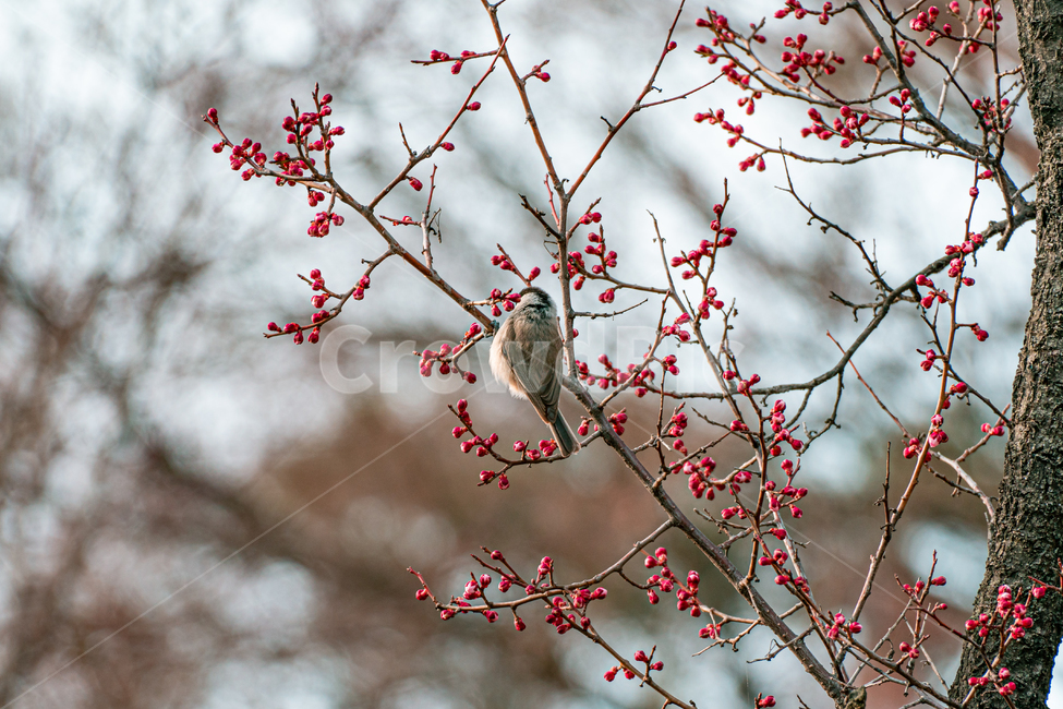 참새,새,동물,sparrow,bird,animal,동물,animal,조류,새,birds