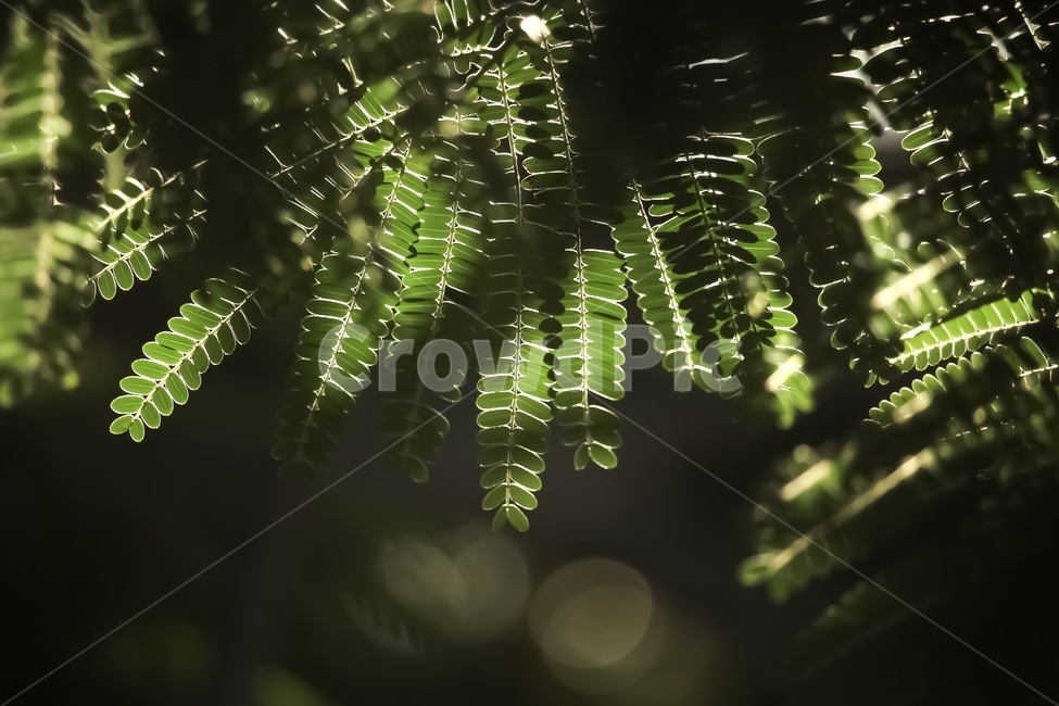 나뭇잎,고사리나무,햇빛,할레이션,역광,숲속,leaves,sunlight,여름,초록,자연,식물,nature,summer,plant