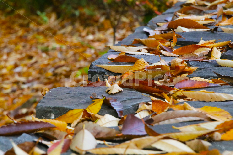 자갈길,길,나뭇잎,잎,낙옆,가을,가을,계절,fall,autumn,season,leaf,plant,식물,tree,나무