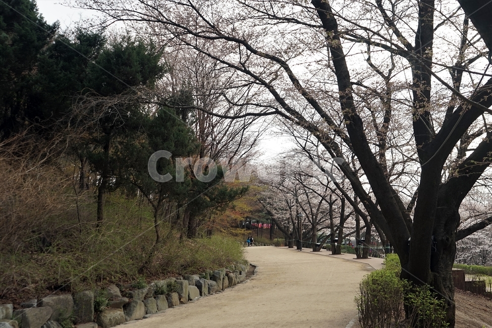 봄,산책길,봄길,나무,벚나무,자연,cherrytree,trail,nature,trees,spring,봄,계절,spring,season,자연,풍경,nature,landscape,tree,plant,식물,tree trunk,나무 줄기