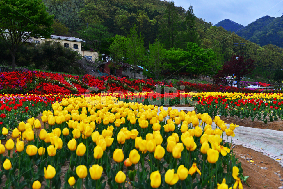 무등산,동적골,튤립축제,철쭉,패턴,봄,계절,plant,식물,flower,blossom,꽃,tulip,튤립