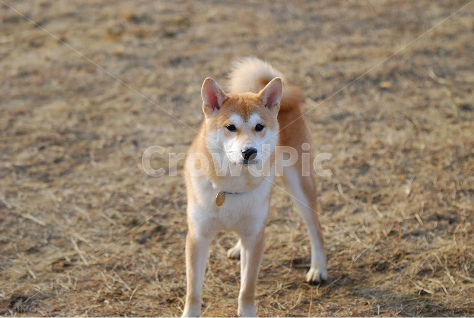 시바견,시바이누,댕댕이,적시바,흑시바,애견운동장,동물,animal,포유류,mammal,개,강아지,dog,doggy