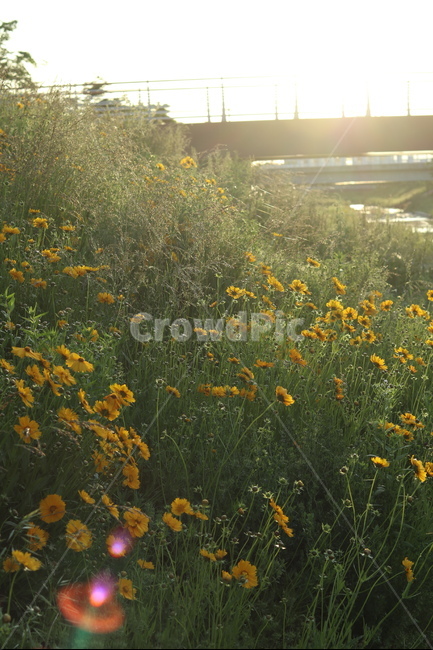 금계국,아침,빛,햇살,봄,풍경,노랑,식물,자연,plants,nature,꽃,flower,휴식,힐링,rest,relaxation,healing