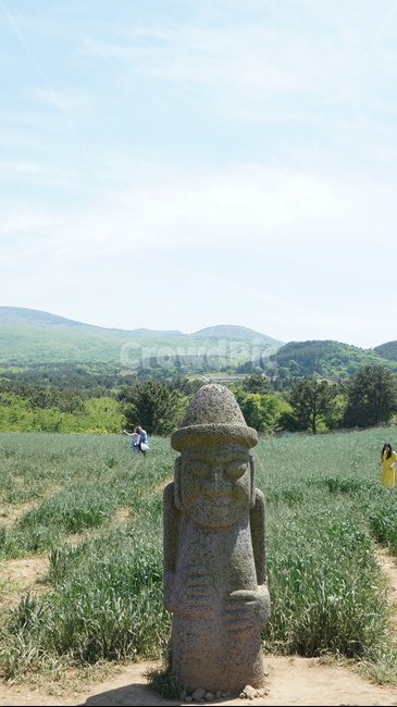 제주도,제주청보리밭,돌하르방,유채꽃,푸른하늘