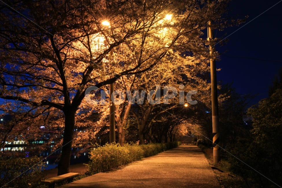 저녁,벚꽃,가로등,불빛,야경,전봇대,좁은길,조명,night,cherryblossoms