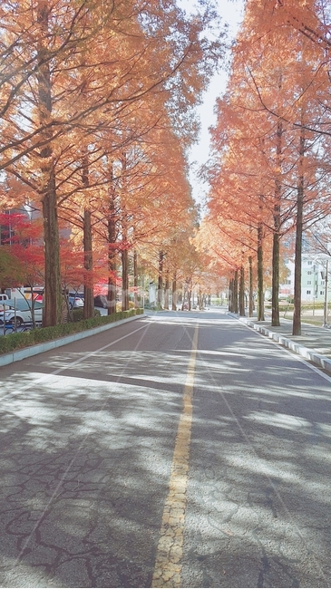 plant,식물,tree,나무,asphalt,아스팔트,가을,단풍,낙엽,도로,길