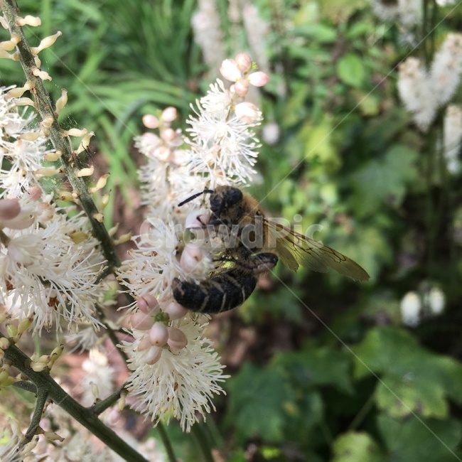bee,벌,insect,곤충,invertebrate,무척추동물,animal,동물,apidae,양서류,honeybee,꿀벌