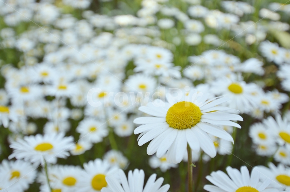 개망초,꽃,풍경,자연,계란꽃,식물,자연,plants,nature,꽃,flower,감성,sensible,feeling